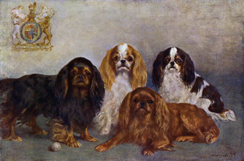 Épagneuls King Charles - Frances C. Fairman