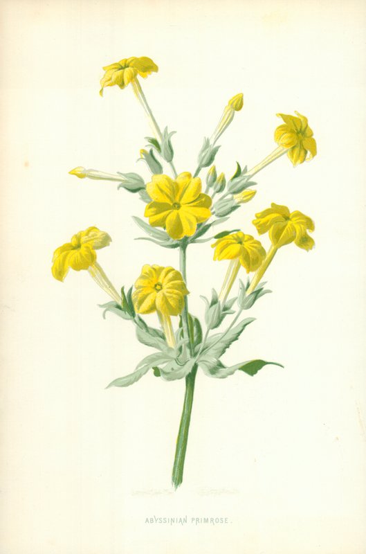 Primevère abyssinienne - Frederick Edward Hulme