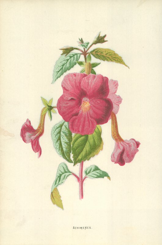 Achimènes - Frederick Edward Hulme