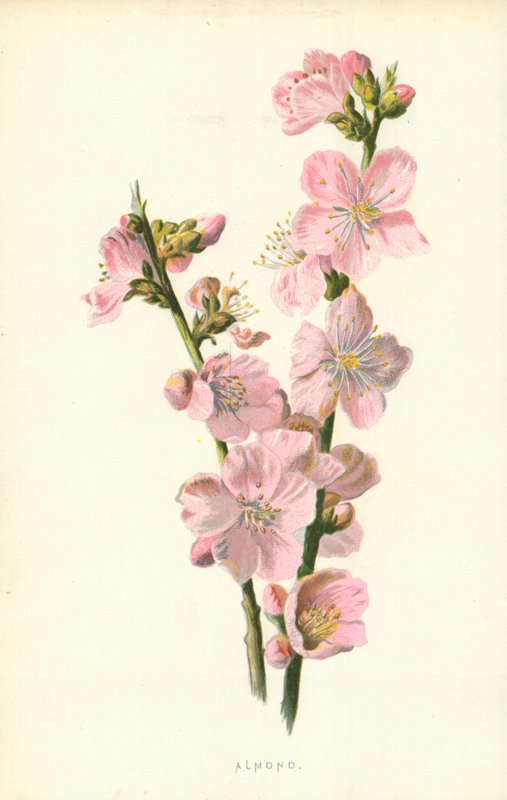 Amande - Frederick Edward Hulme