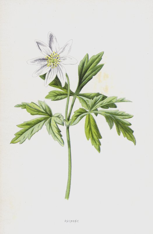 Anémone (chromolithographie) - Frederick Edward Hulme
