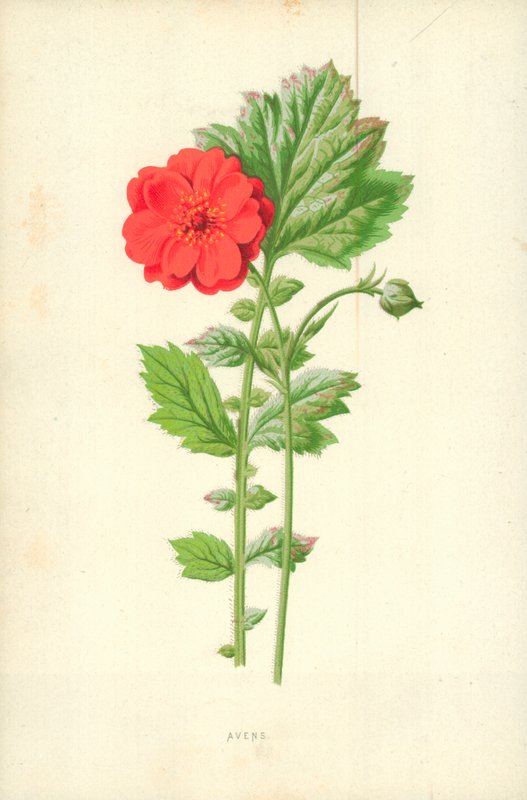Avens - Frederick Edward Hulme