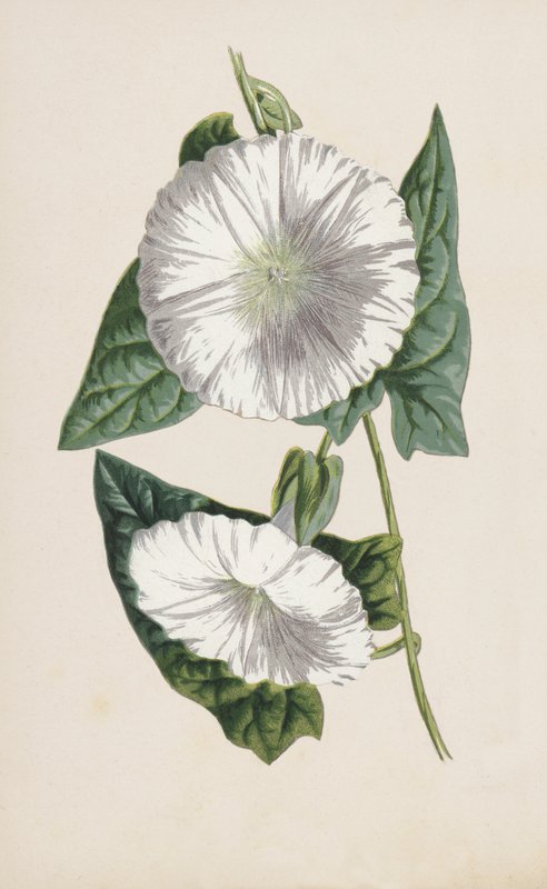 Liseron - Frederick Edward Hulme