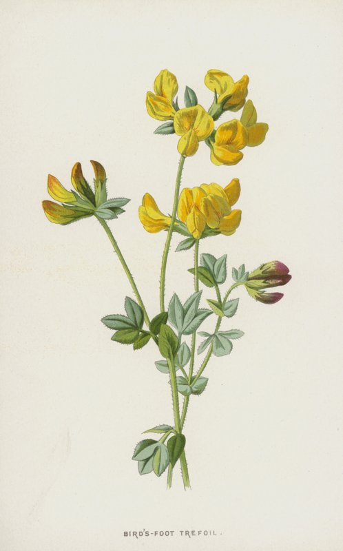 Lotier corniculé - Frederick Edward Hulme