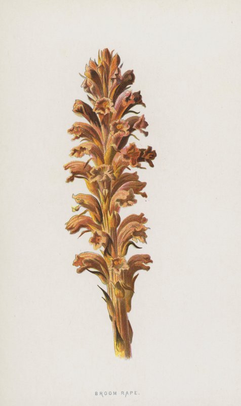 Orobanche - Frederick Edward Hulme