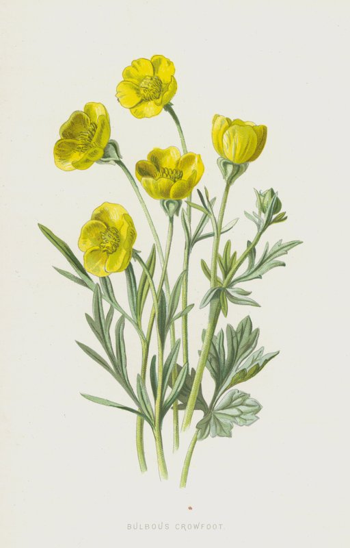 Renoncule bulbeuse - Frederick Edward Hulme