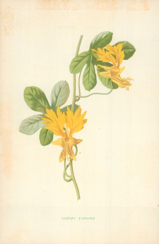 Fleur de canari - Frederick Edward Hulme