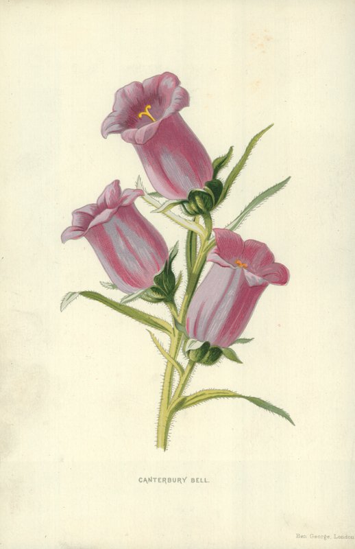 Campanule - Frederick Edward Hulme