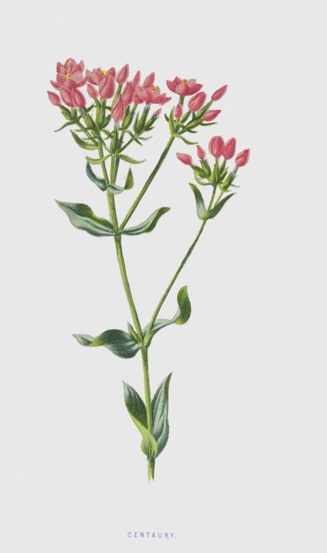 Centaurée - Frederick Edward Hulme