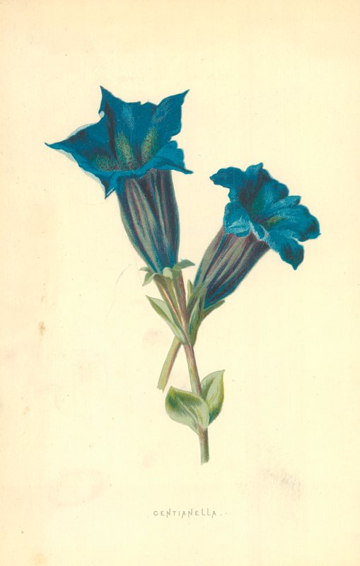 Centianella - Frederick Edward Hulme
