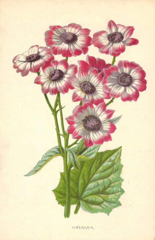Cinéraire - Frederick Edward Hulme