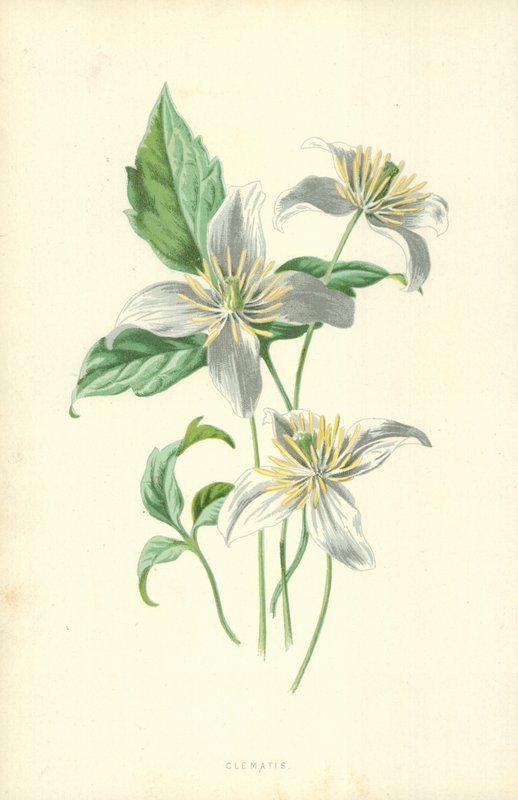 Clématite - Frederick Edward Hulme
