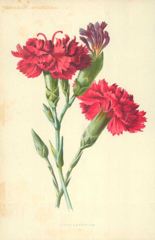 Œillet giroflée - Frederick Edward Hulme