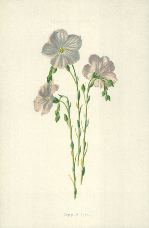 Lin commun - Frederick Edward Hulme