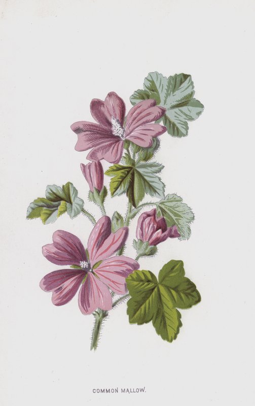 Mauve commune - Frederick Edward Hulme
