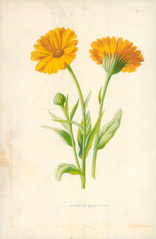 Souci commun - Frederick Edward Hulme
