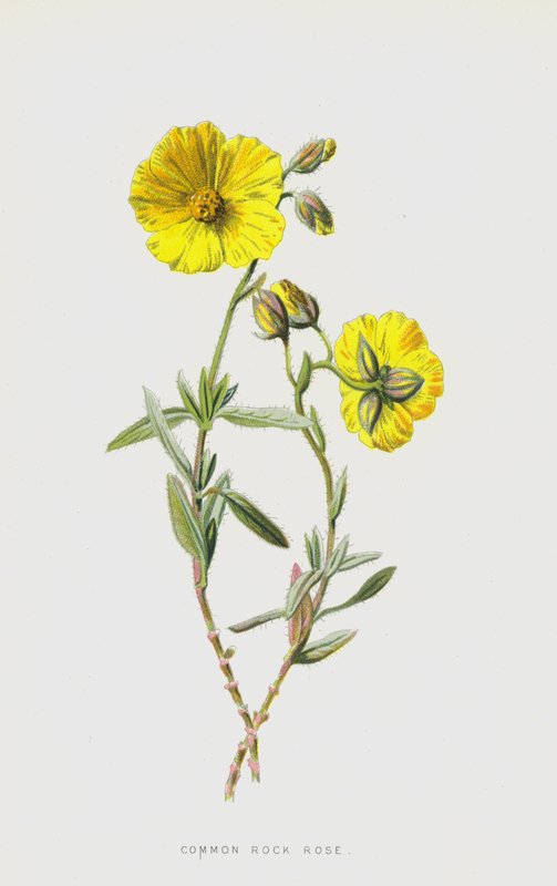 Hélianthème commun - Frederick Edward Hulme