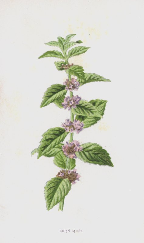 Menthe des Champs (chromolithographie) - Frederick Edward Hulme