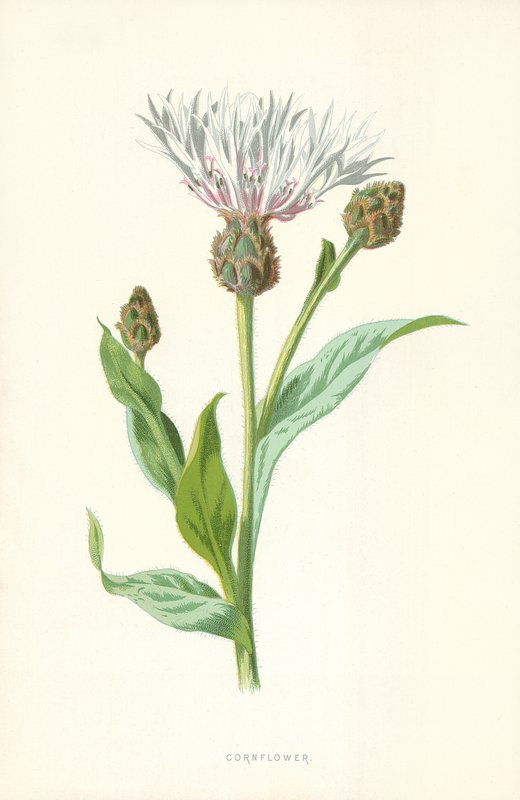 Bleuet - Frederick Edward Hulme