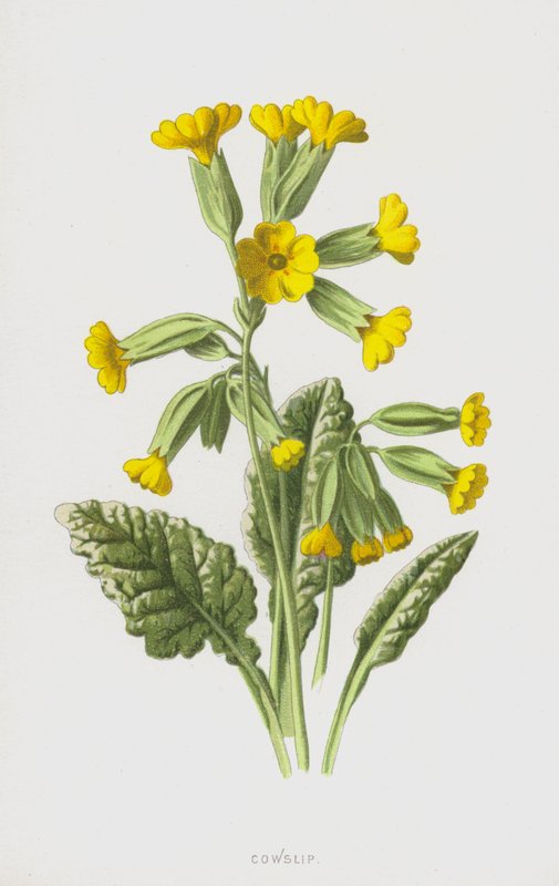 Coucou - Frederick Edward Hulme
