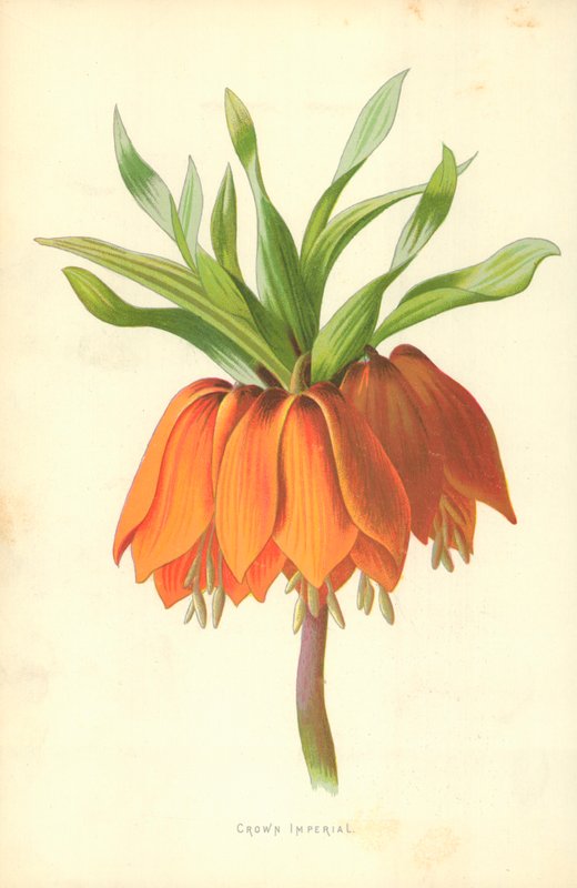 Couronne impériale - Frederick Edward Hulme