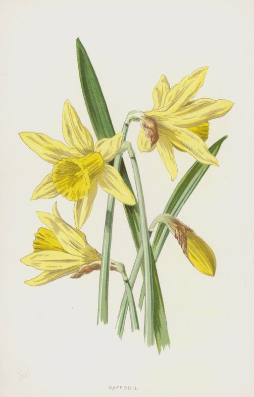 Jonquille - Frederick Edward Hulme