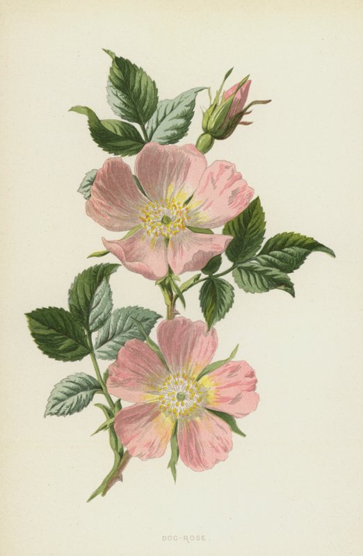 Églantine - Frederick Edward Hulme