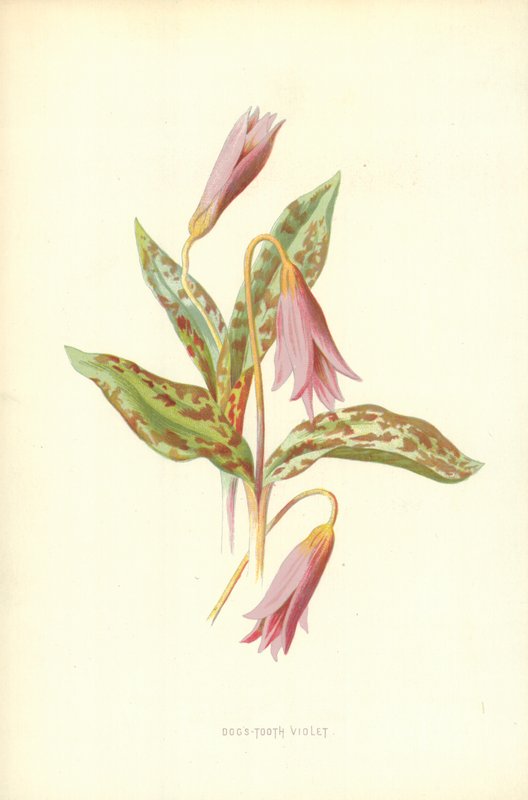 Érythrone dent-de-chien - Frederick Edward Hulme