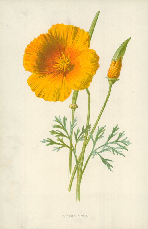 Eschscholtzia - Frederick Edward Hulme