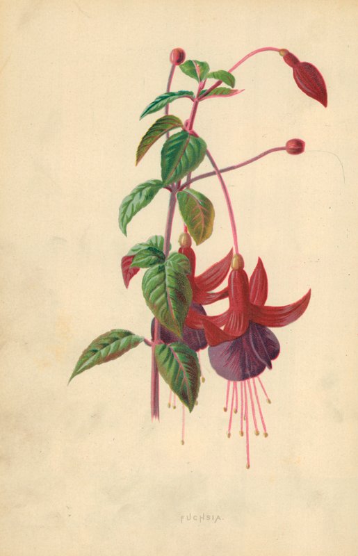 Fuchsia - Frederick Edward Hulme
