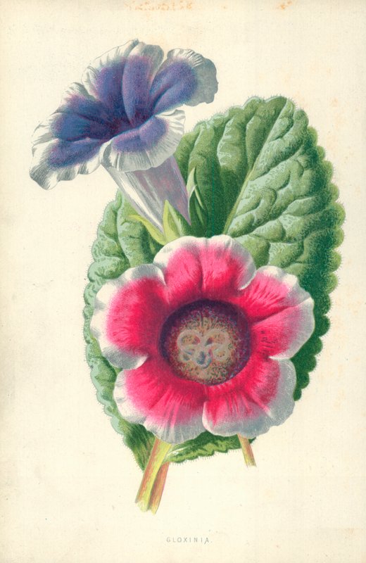 Gloxinia - Frederick Edward Hulme