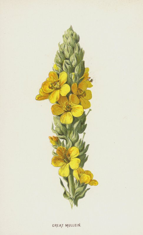 Molène bouillon-blanc - Frederick Edward Hulme