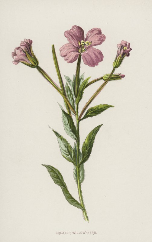 Épilobe en épi - Frederick Edward Hulme
