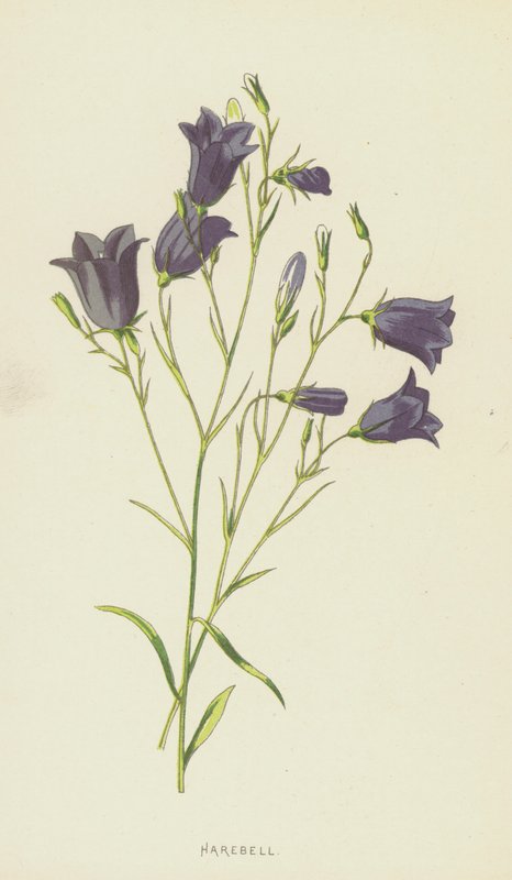 Campanule - Frederick Edward Hulme
