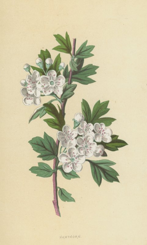 Aubépine - Frederick Edward Hulme