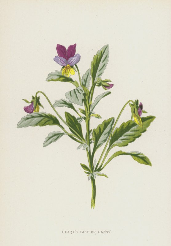 Pensée sauvage - Frederick Edward Hulme