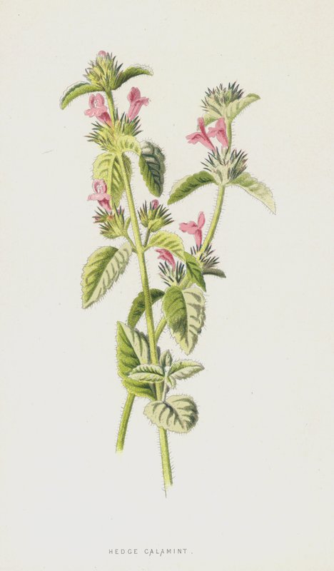 Calament des haies - Frederick Edward Hulme
