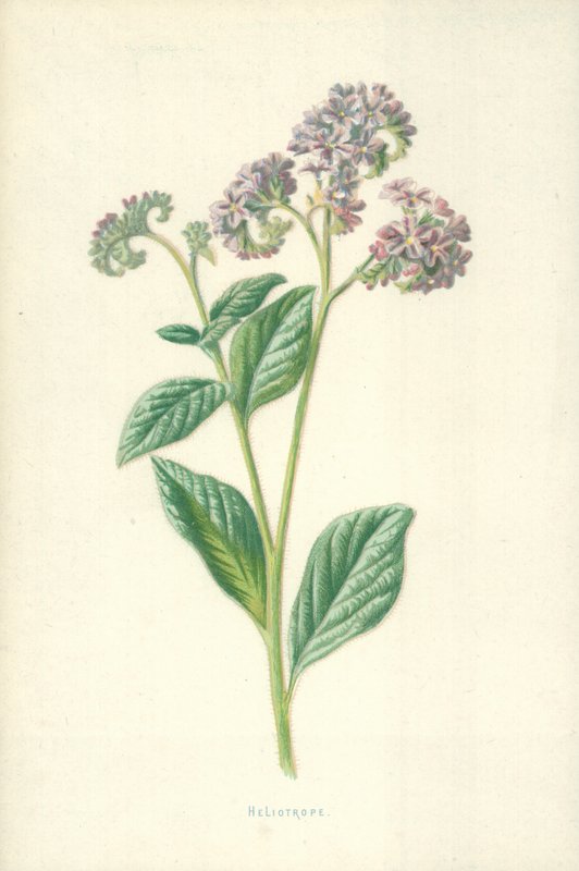 Héliotrope - Frederick Edward Hulme