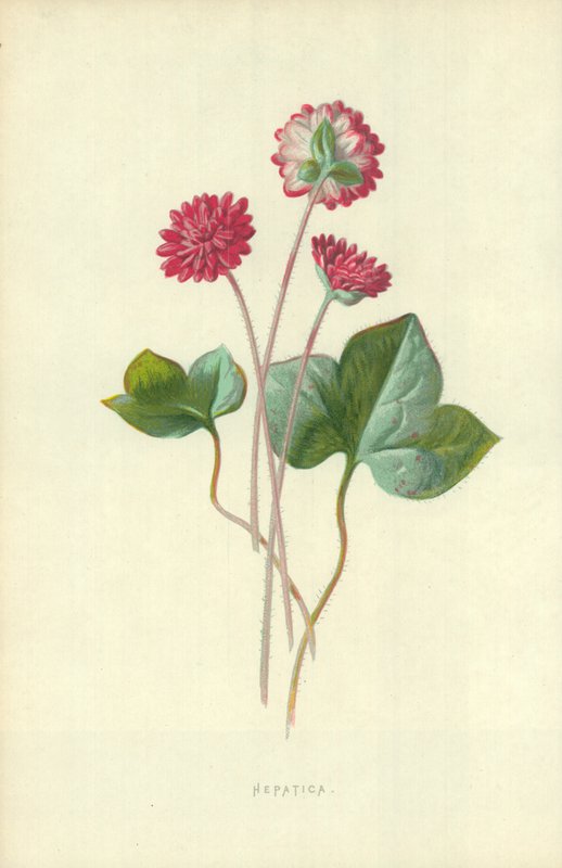 Hépatique - Frederick Edward Hulme