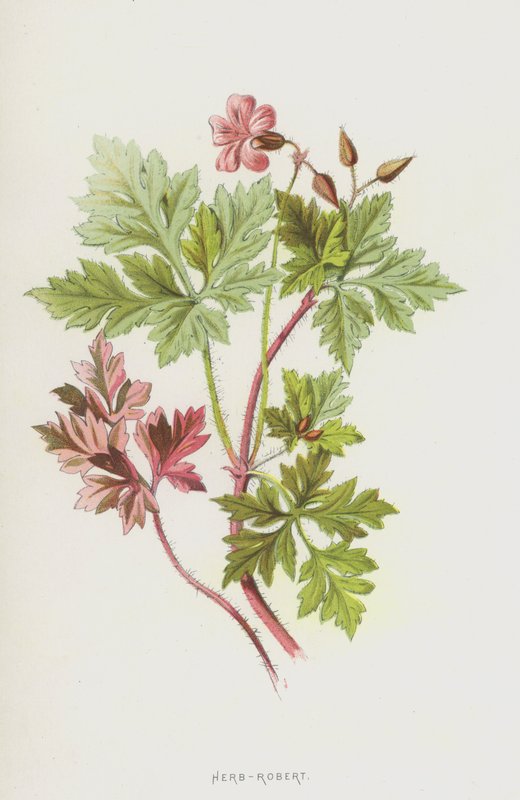 Herbe à Robert - Frederick Edward Hulme