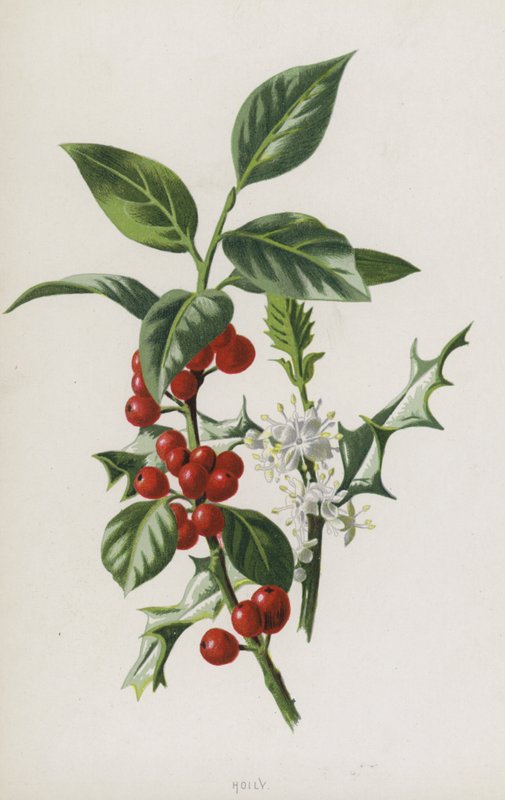 Houx - Frederick Edward Hulme