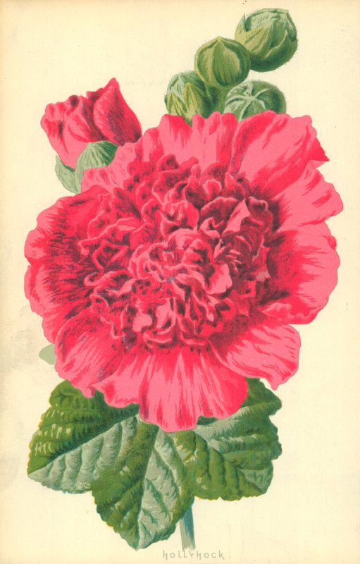 Rose trémière - Frederick Edward Hulme