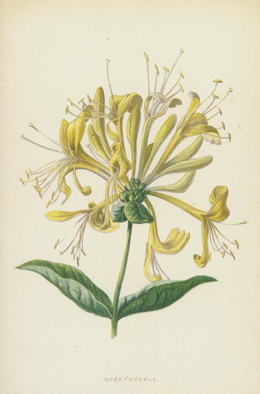Chèvrefeuille - Frederick Edward Hulme