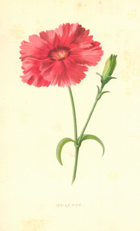 Œillet d