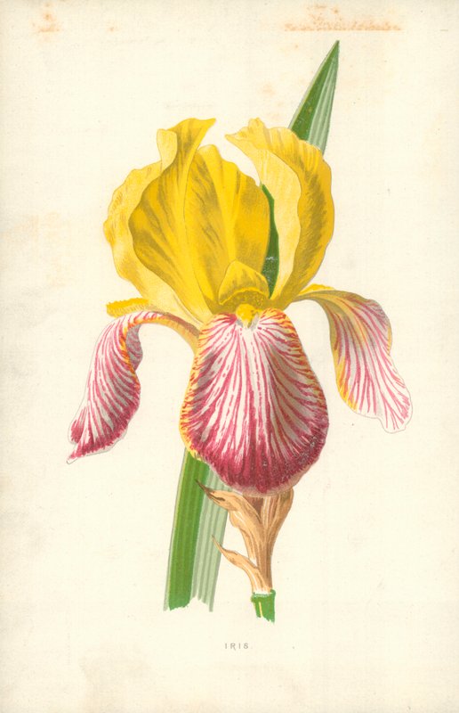 Iris - Frederick Edward Hulme