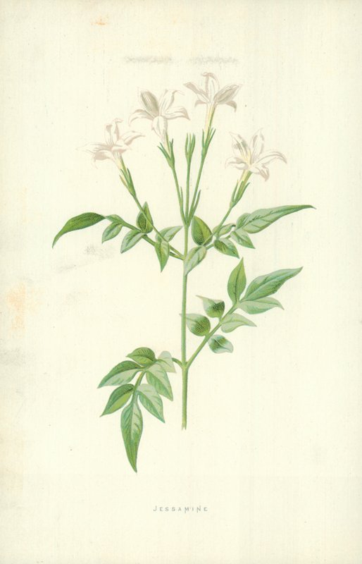 Jasmin - Frederick Edward Hulme