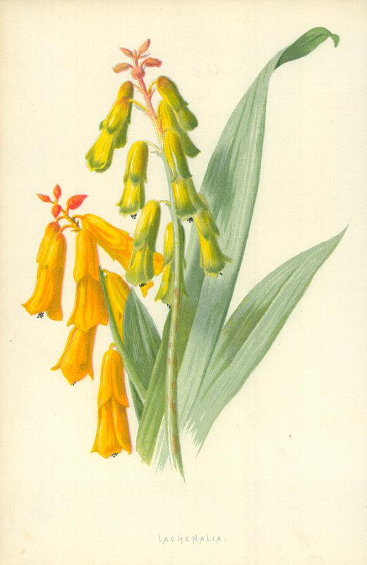 Lachenalia - Frederick Edward Hulme