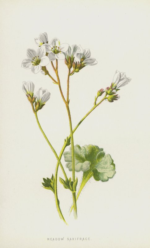 Saxifrage des prés - Frederick Edward Hulme