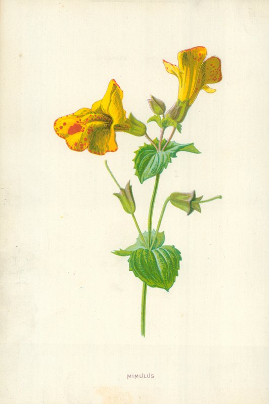 Mimulus - Frederick Edward Hulme