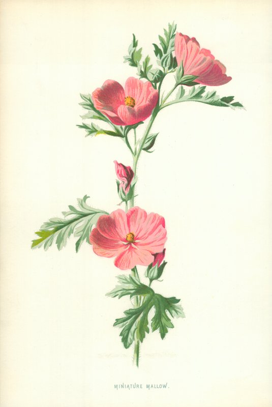 Mauve miniature - Frederick Edward Hulme